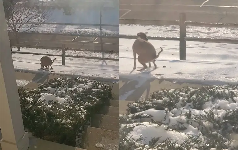 Hondje tijdens doen behoefte in de war door winters weer