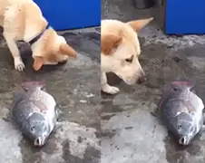Hondje wil niet dat vissen dood gaan