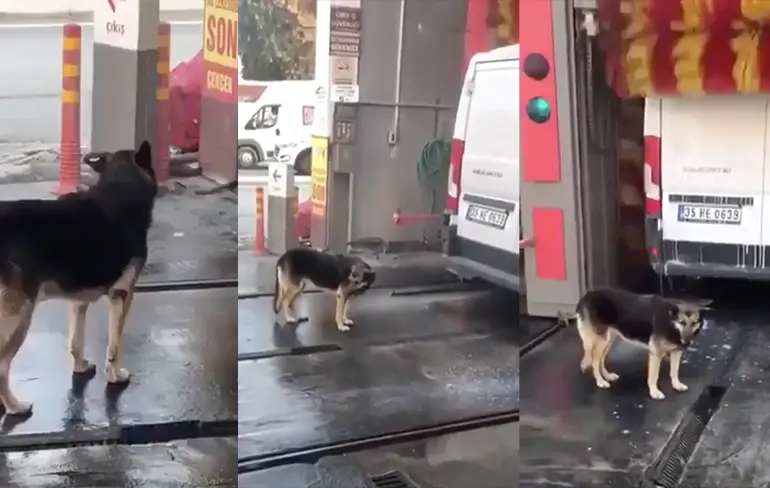 Hondje wil ook eens echt goed schoon zijn
