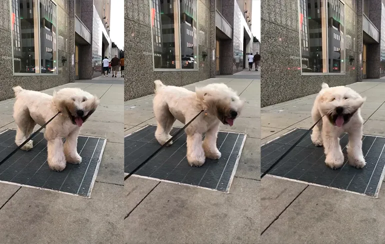Hondje Zoey heeft een Marilyn Monroe momentje