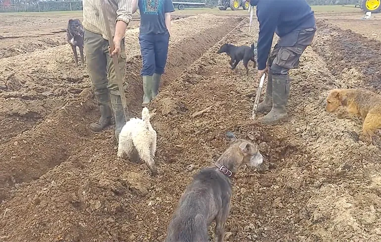 Hondjes doen op het platteland waar ze goed in zijn: Ratten vangen
