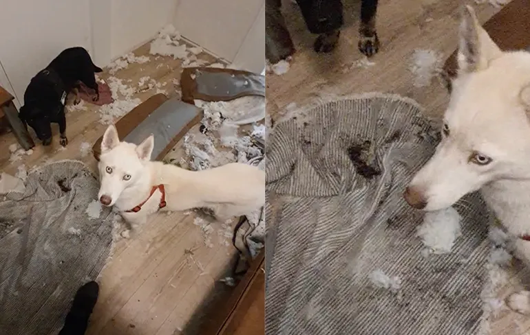 Hondjes niet zo zuinig op huis geweest