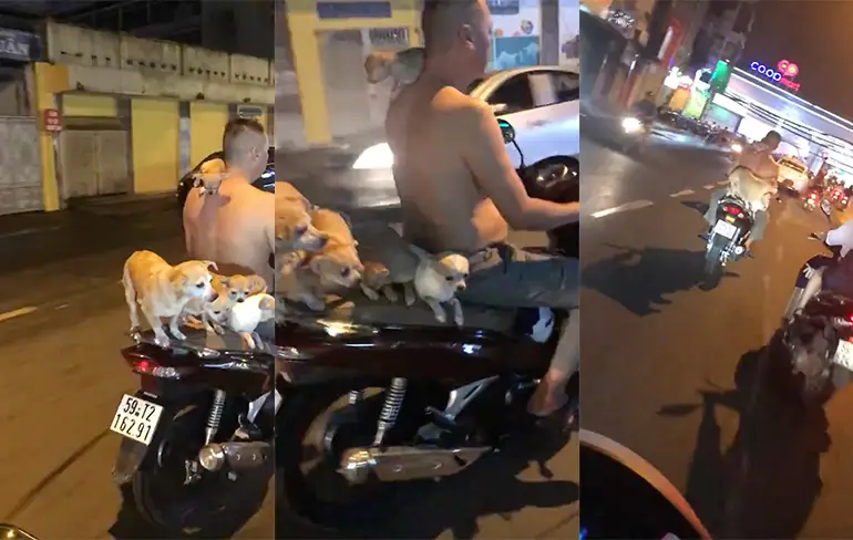 Hondjes rijden mee met brommer in Vietnam