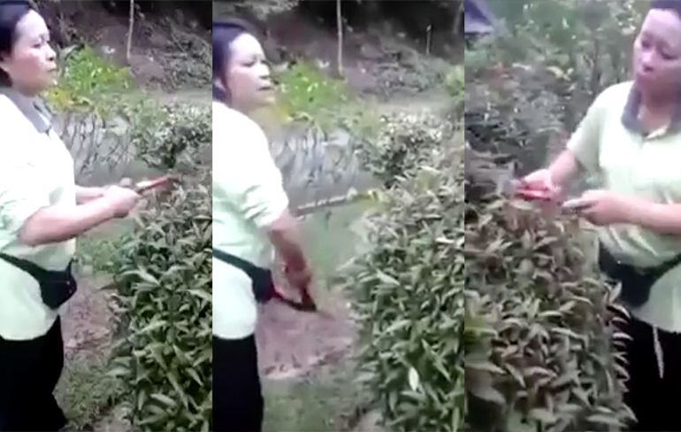 Hongerige Chinese tuinvrouw vindt een nestje vogels...