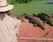 Hongerige krokodil bijt poot af van andere krokodil tijdens voederen