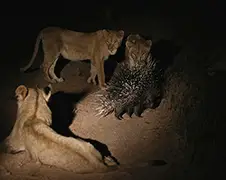 Hongerige leeuwen en stekelvarken doen stekelig dansje...