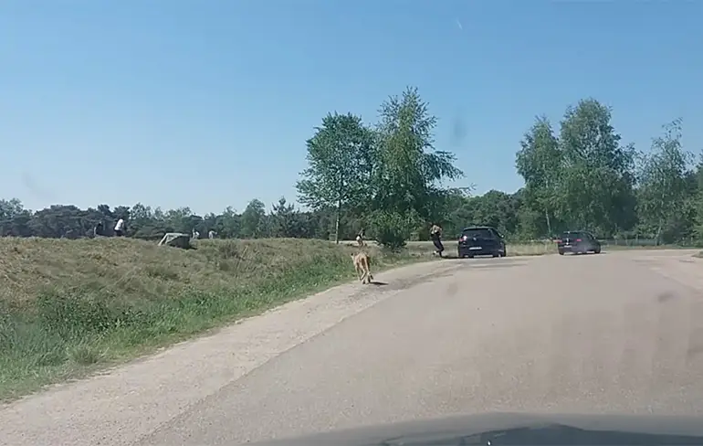 Hoogleraar vindt dat filmer Beekse Bergen straf moet krijgen