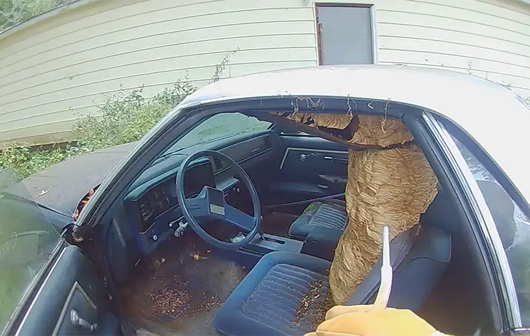 Hoornaars hebben hun nest gebouwd in een auto