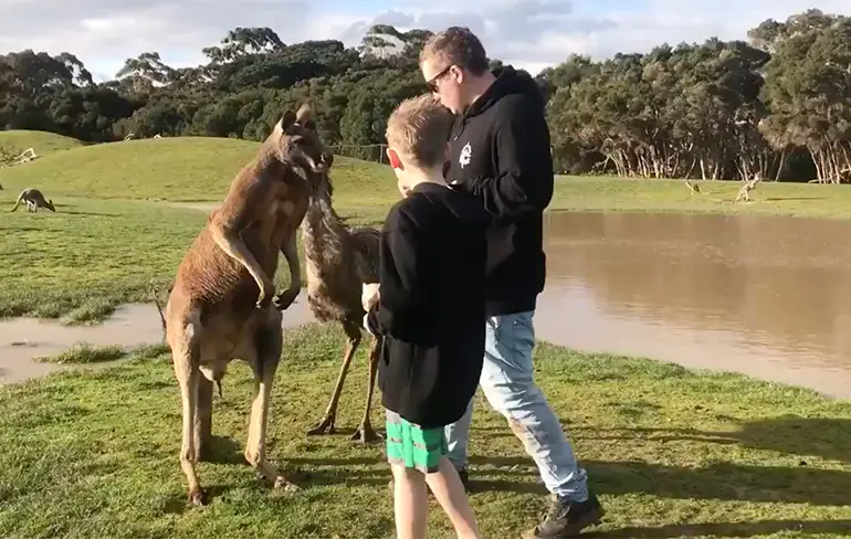 Hoppa, aanpakken! Kind in Australië krijgt klap van kangoeroe