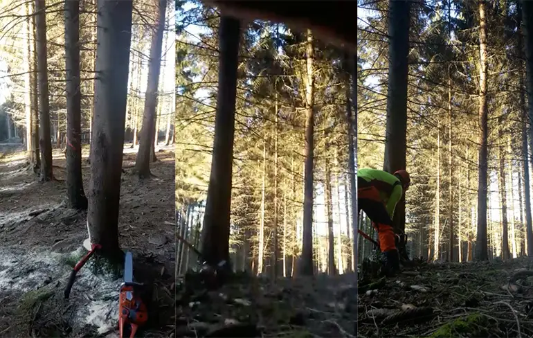 Houthakkers spelen domino met bomen!