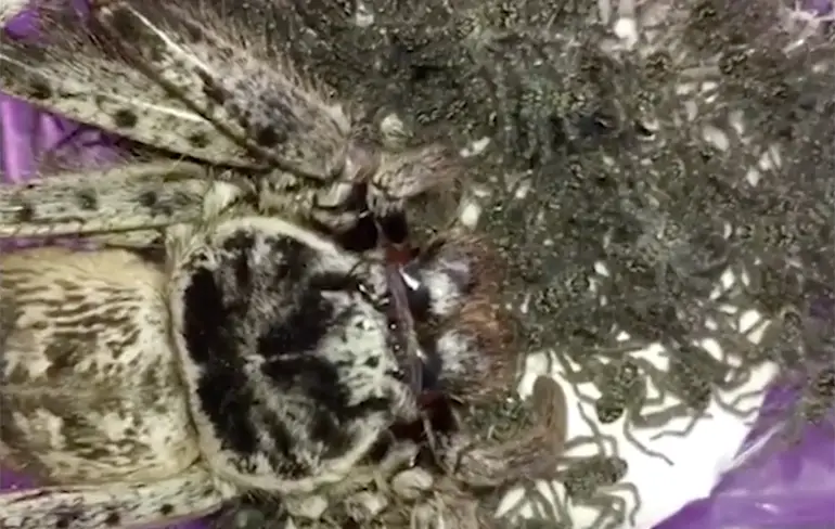 Huntsman moederspin en 200 kleine spinnetjes als huisdier...