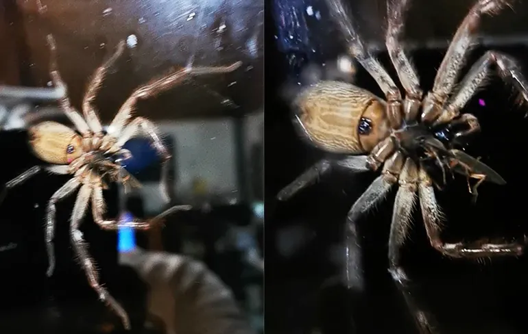 Huntsman spin heeft kniptor op het menu staan