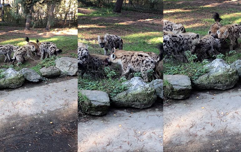 Hyena's in safaripark Beekse Bergen hebben honger en vallen soortgenoot aan