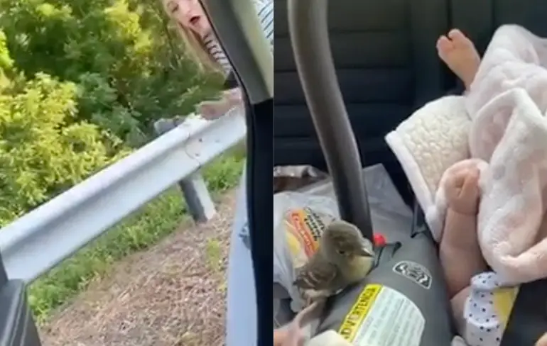Hysterische vrouw krijgt klein vogeltje niet uit auto