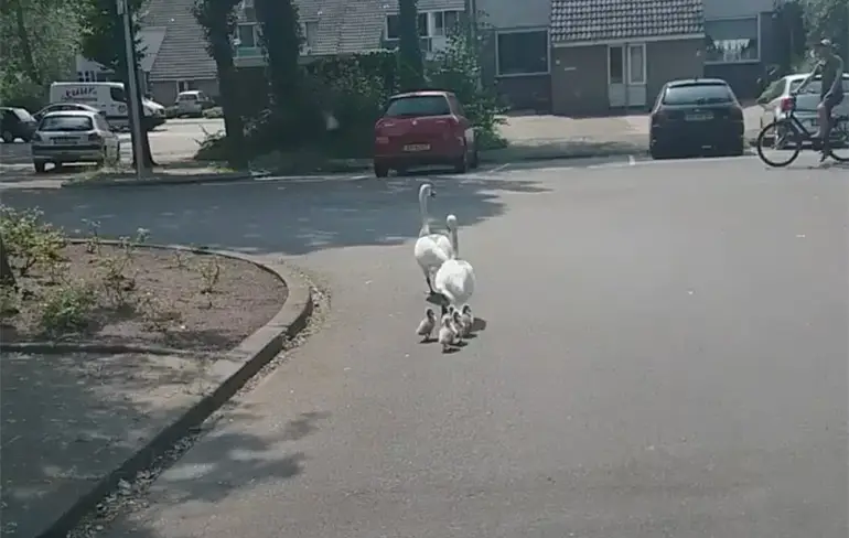Idioot in Groningen rijdt twee zwaantjes dood