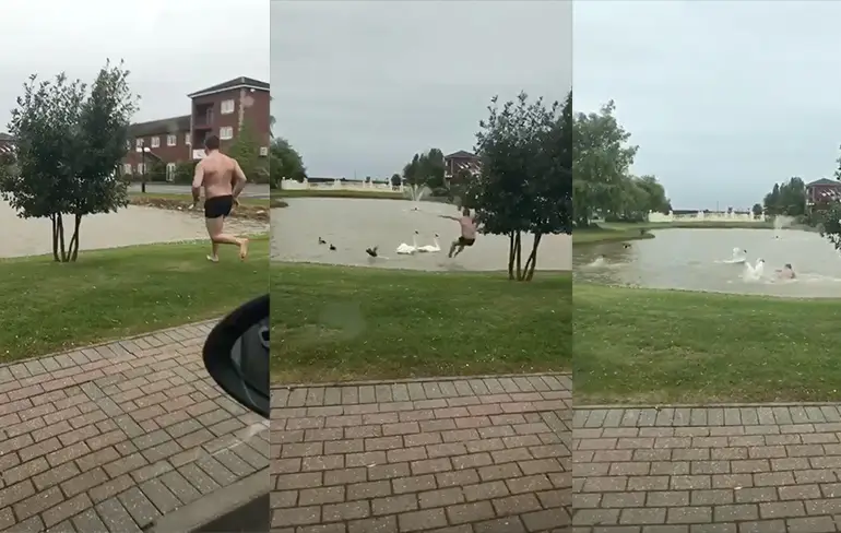 Idiote grappenmaker valt een paar zwanen lastig