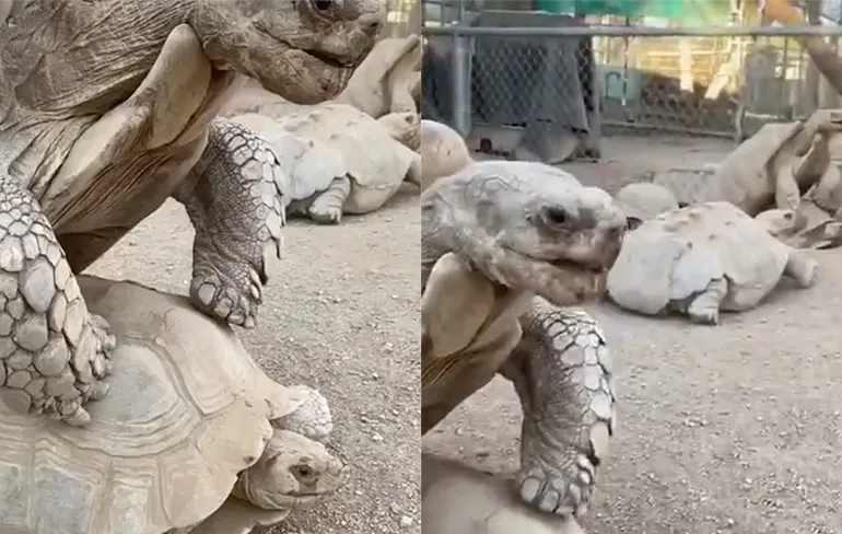 Iemand zijn blauwe pilletje in het voer van de schildpadden laten vallen?
