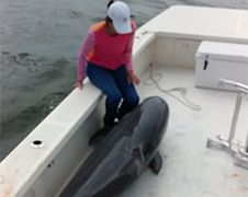 Iets te enthousiaste dolfijn springt in vissersboot...