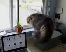 Iets trekt de aandacht van de poes...