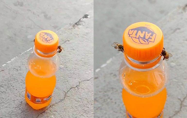In 2021 kan alles: Bijen openen een flesje drinken