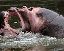 In beeld: Dieren die elkaar even niet mogen!