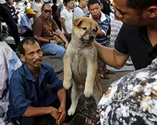 In beeld: Het Dog Meat Festival in China