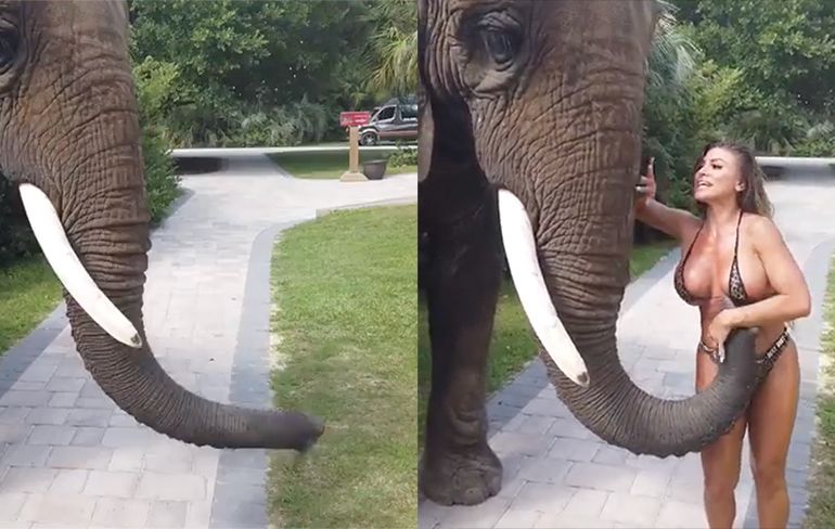 Instagram chick wil foto met olifant, maar Dumbo heeft andere plannen