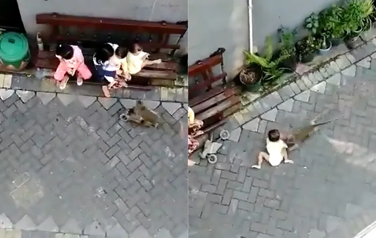 Internet kan uit: Aapje op een motor probeert een peuter te kidnappen