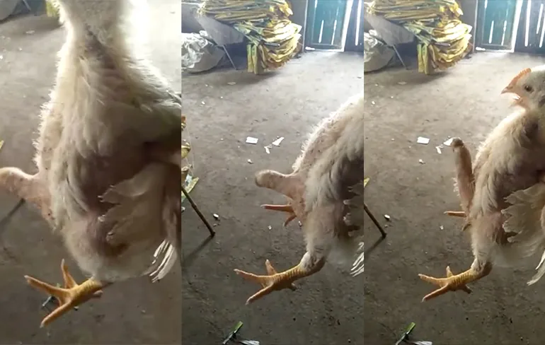 Internet kan uit: Haantje met iets extra's