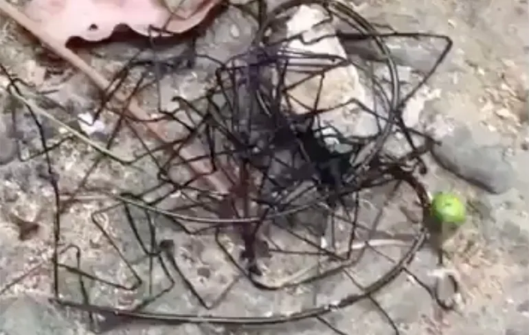 Is er een insect of alien gespot in Taiwan?