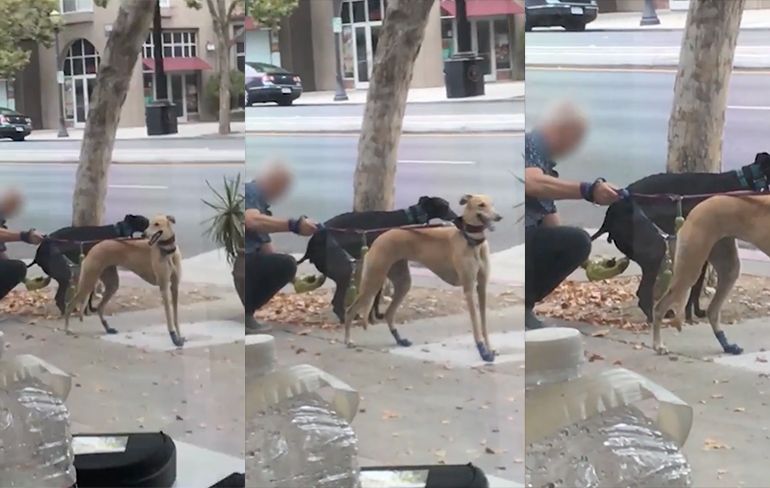 It's a Dirty Job: Man vangt drollen van zijn hond op