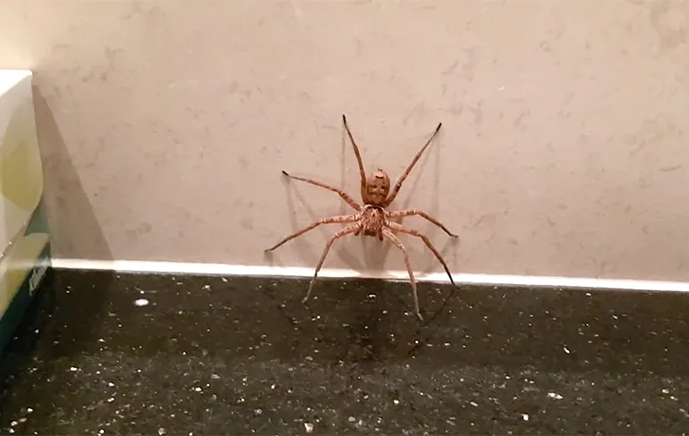 Jachtkrabspin en kakkerlak delen samen een badkamer