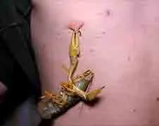 Jackass in moedertje Rusland Part 2