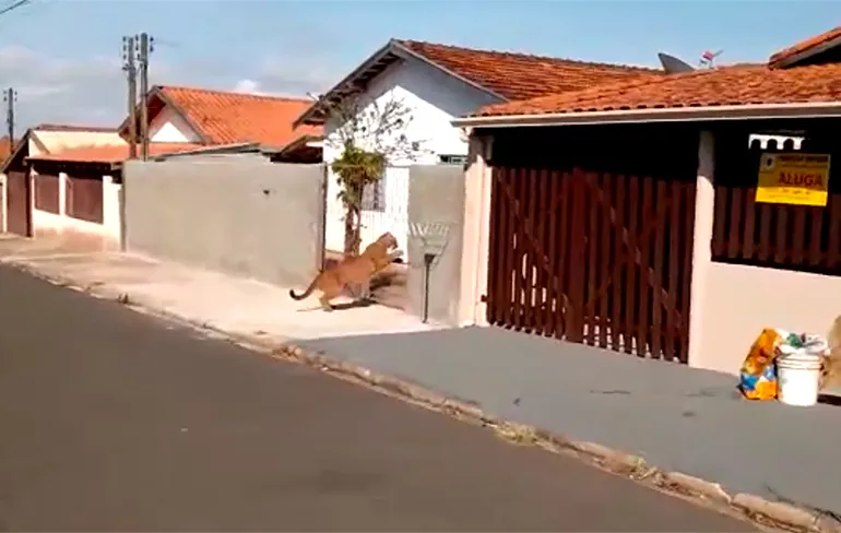 Jaguar komt een kijkje nemen in een woonwijk in Brazilie