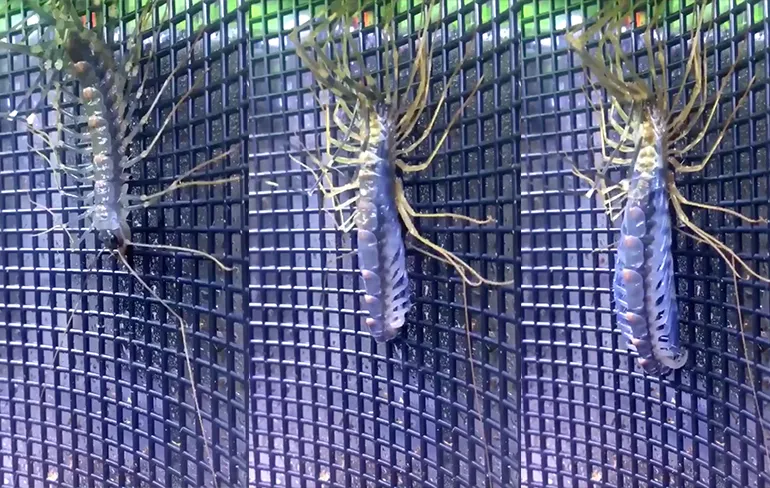 Je kunt slecht slapen als je een spinduizendpoot hebt zien vervellen