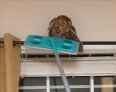 Je zult maar ineens een uil in je huis hebben...