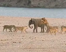 Jonge olifant overleeft aanval van 14 leeuwen in Zambia