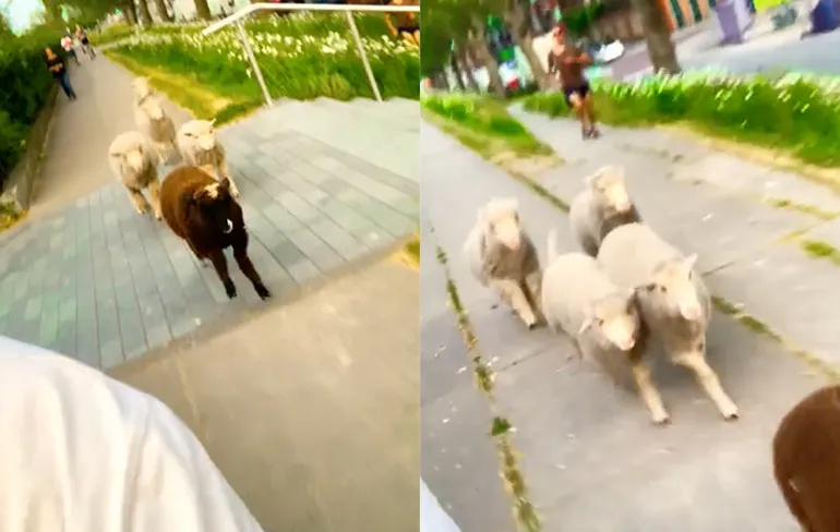 Jongen is een beetje boel bang voor een aantal schapen