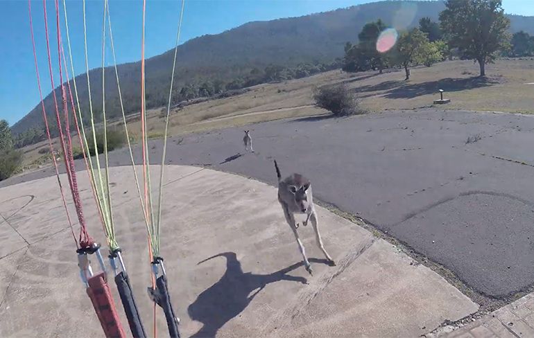 Kangoeroe in Australië valt paraglider na landing aan
