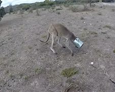 Kangoeroe met hoofd vast in emmer krijgt hulp