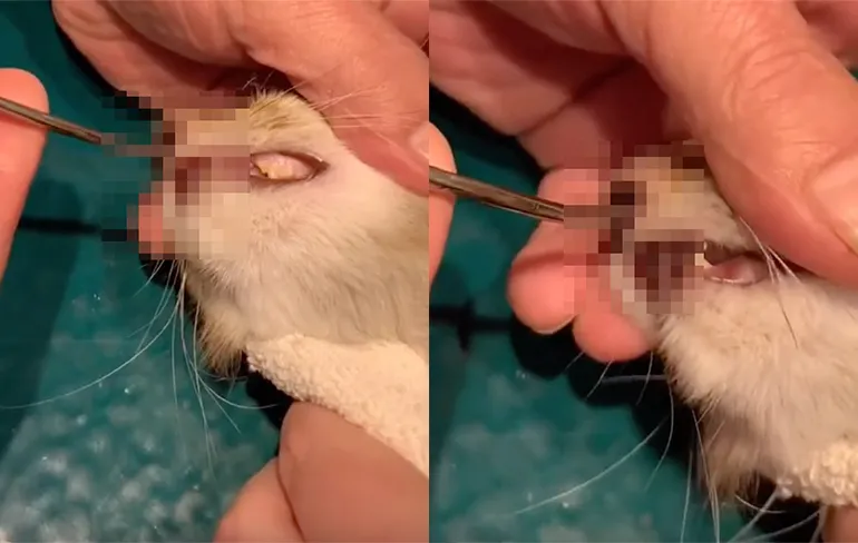 Kat heeft last van een Wolf Worm aka larve horzel in zijn neus