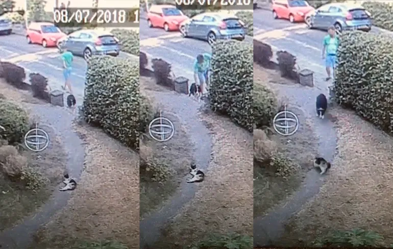 Kat Kokkie ligt lekker te slapen totdat dierenbeul met hond voorbij komt