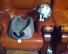 Kat vist op... andere kat