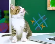 Katten reageren op Virale Video's