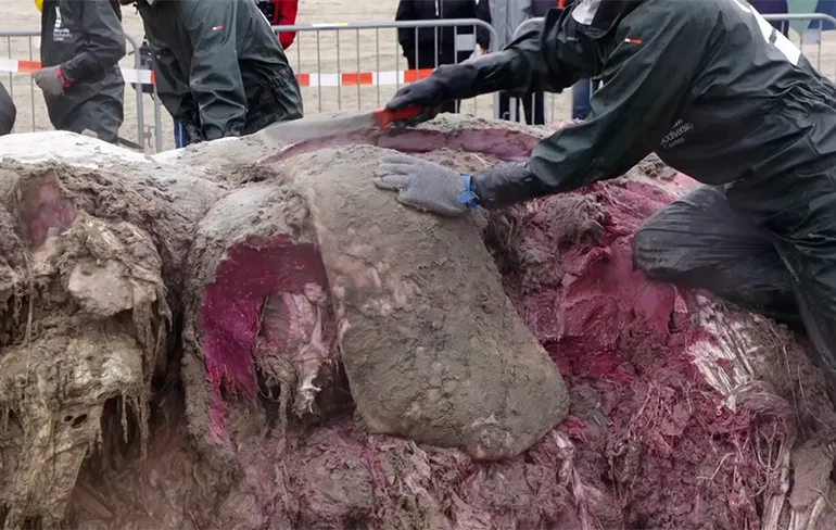 Kei smerig, maar zeer interessant: Aangespoelde walvis kapot snijden