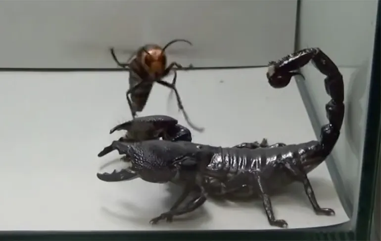 Keizerschorpioen weet wel raad met Japanse reuzenhoornaar