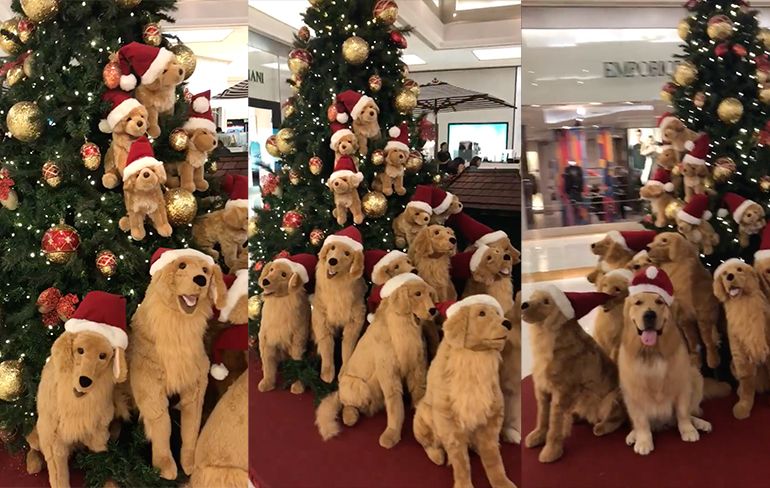 Kerstboom vol hondjes in Braziliaanse Sao Paulo