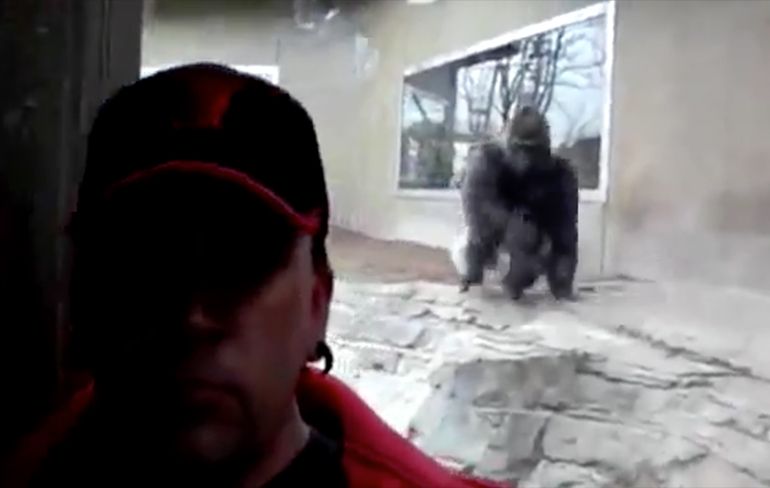 Kijito de Gorilla doet even een photobomb bij selfie