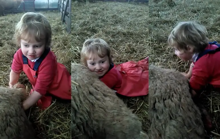 Kind van 3 brengt lammetje op de wereld