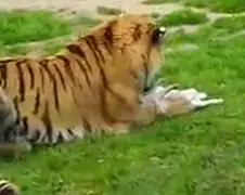 Kinderen vergeten Pasen Dierenrijk Nuenen nooit meer!